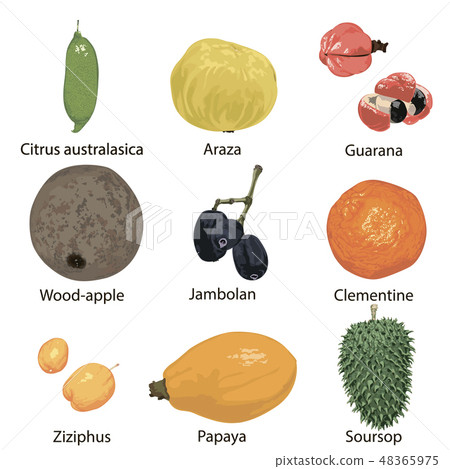 fruit on white background 48365975