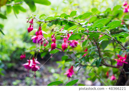 Pink Fuchsia bud on branch, selective focus Pink Fuchsia bud on branch, selective focus 48366221