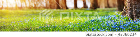 Scilla flowers in the park Scilla flowers in the park 48366234