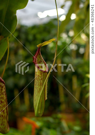 Nepenthes tropical carnivorous pitchers plants 48366241