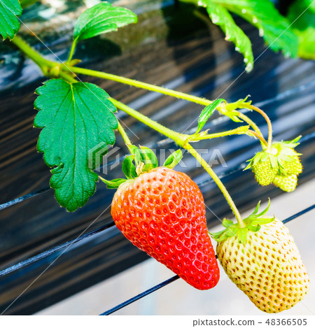 [Japan] strawberry hunting plantation 48366505