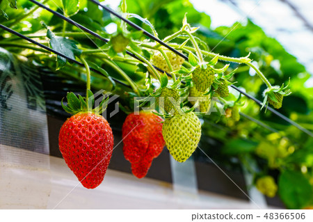 [Japan] strawberry hunting plantation 48366506