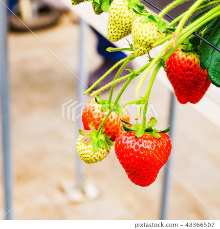 [Japan] strawberry hunting plantation 48366507