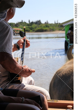 A water buffalo cart heading from Iriomote Island to Yubu Island. A person playing the sanshin. 48366653
