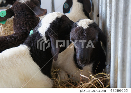 oats from selected breeds livestock 48366665