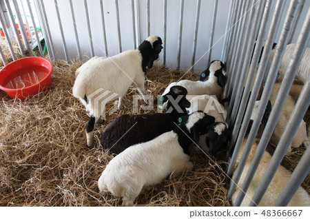 oats from selected breeds livestock 48366667