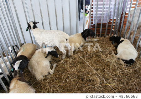 oats from selected breeds livestock 48366668