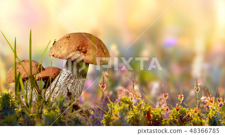 wild cepe mushroom, flowers and grass closeup wild cepe mushroom, flowers and grass closeup 48366785
