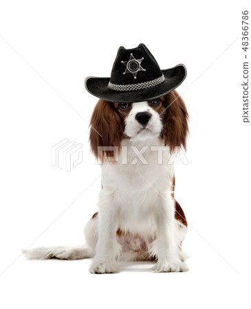 Cavalier King Charles Spaniel Cavalier King Charles Spaniel 48366786