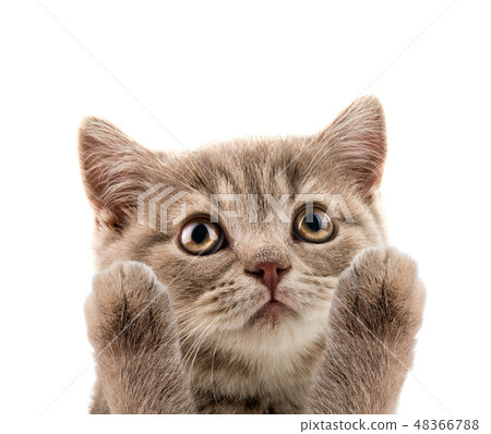 closeup muzzle kitten 48366788