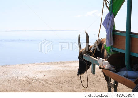The sea seen through a buffalo cart - Okinawa Tourism 48366894