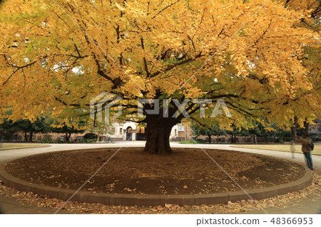 東京大學本鄉校園的秋葉 東京大學本鄉校園的秋葉 48366953
