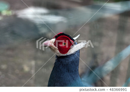 Blue eared pheasant portrait(Crossoptilon auritum) 48366991