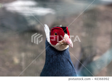 Blue eared pheasant portrait(Crossoptilon auritum) Blue eared pheasant portrait(Crossoptilon auritum) 48366992
