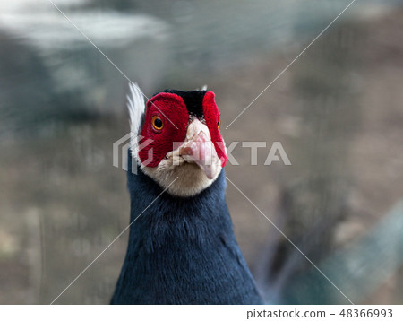Blue eared pheasant portrait(Crossoptilon auritum) 48366993