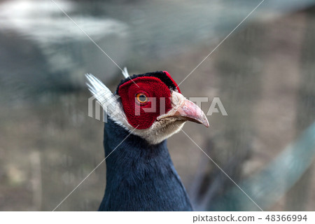 Blue eared pheasant portrait(Crossoptilon auritum) 48366994