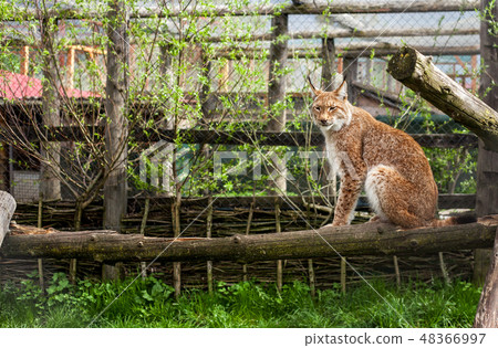 Turkestan lynx sitting (Lynx lynx isabellinus) Turkestan lynx sitting (Lynx lynx isabellinus) 48366997