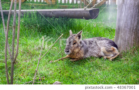 Patagonian Mara (Dolichotis patagonum) in grass 48367001
