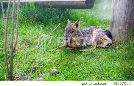 Patagonian Mara (Dolichotis patagonum) in grass 48367003