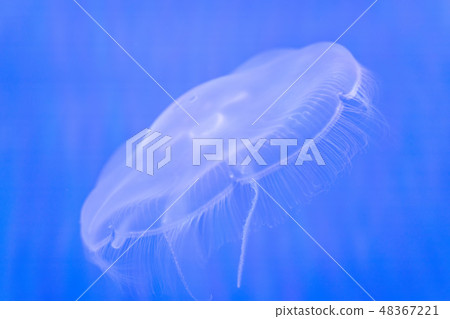 animal, aquarium, aquatic 48367221