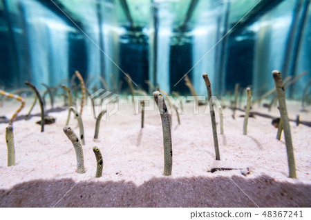 aquarium, diving, eel 48367241