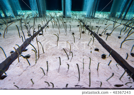 aquarium, diving, eel 48367243