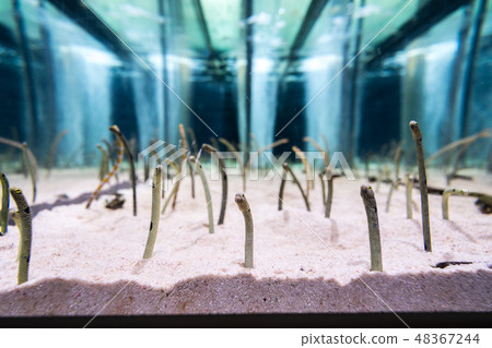 aquarium, diving, eel 48367244