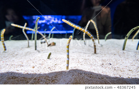 aquarium, diving, eel 48367245