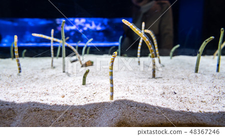 Gorgasia preclara,aquarium.花園鰻,生物,動物,水族館,海生館,生態館 48367246