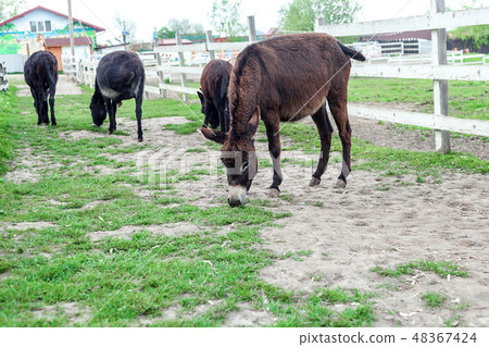 Herd of donkeys grazing in spring pasture Herd of donkeys grazing in spring pasture 48367424