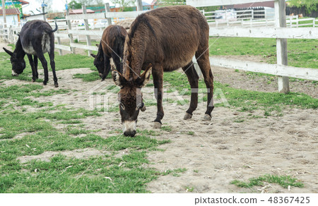 Herd of donkeys grazing in spring pasture Herd of donkeys grazing in spring pasture 48367425