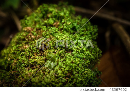 ferns, mosses,fungi in the rain forests  48367602