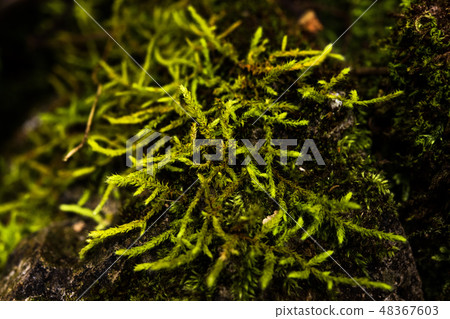 ferns, mosses,fungi in the rain forests ferns, mosses,fungi in the rain forests 48367603