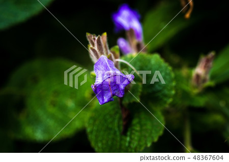 Small flowers in the tropical rain forest Small flowers in the tropical rain forest 48367604