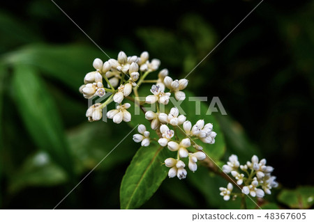 Small flowers in the tropical rain forest Small flowers in the tropical rain forest 48367605