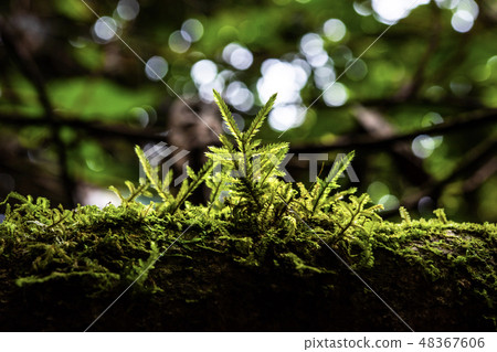 ferns, mosses,fungi in the rain forests ferns, mosses,fungi in the rain forests 48367606