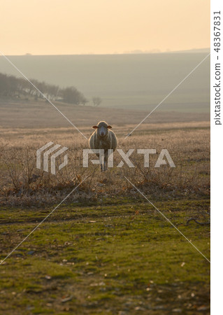 One sheep on field in sunset 48367831