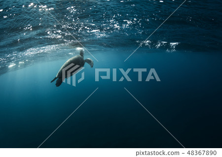 Hawksbill turtle floating in dark blue clear water 48367890