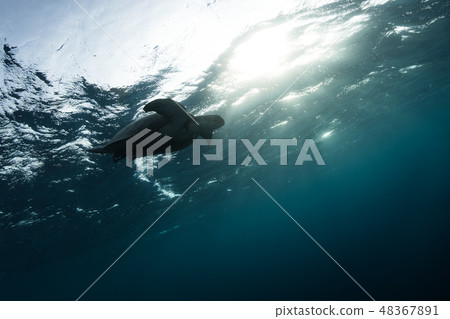 Hawksbill turtle floating in dark blue clear water Hawksbill turtle floating in dark blue clear water 48367891