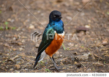 Shikino Watemlimuk 48368069