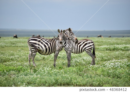 Zebra to love Zebra to love 48368412