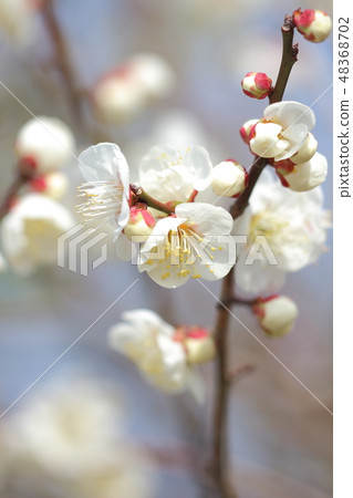 Plum blossom Plum blossom 48368702