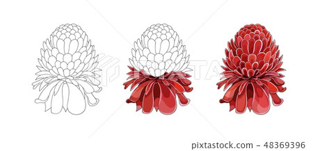 Cartoon halftone with Etlingera Elatior flower. Vector hand drown colored sketch 48369396