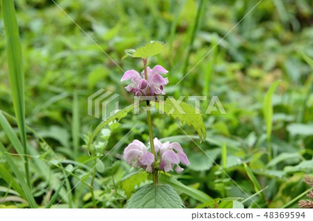 Odorikoso dancing child grass 48369594