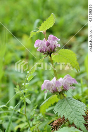 Odorikoso跳舞兒童草 48369856