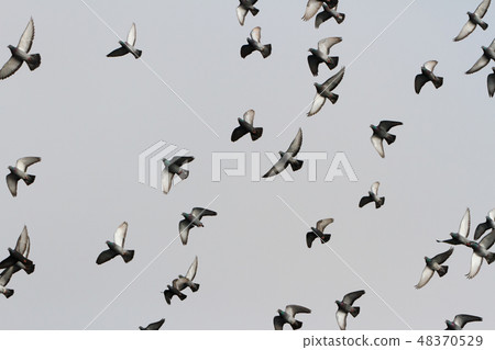 Pigeon Pigeon 48370529