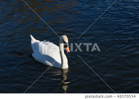 White Swan 48370534