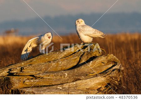 Snowy Owl Snowy Owl 48370536