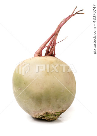 one watermelon radish isolated on white background one watermelon radish isolated on white background 48370747