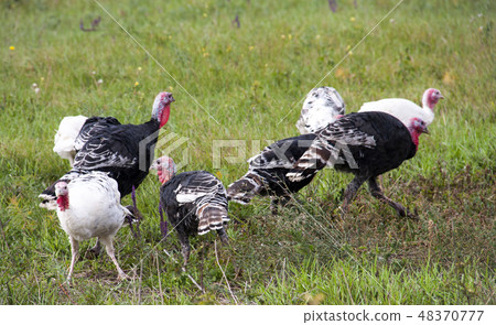 flock of turkeys grazing on the grass flock of turkeys grazing on the grass 48370777